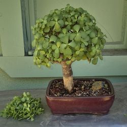 Jade Bonsai 