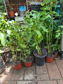 Plantas de chile pimiento chile chipotle de arbol