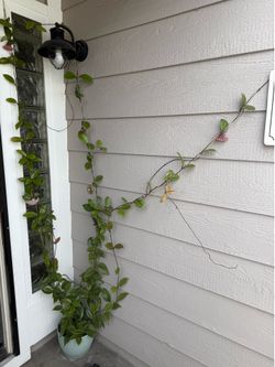 Lovely healthy Hoya Carnosa amazing velvet  flovers