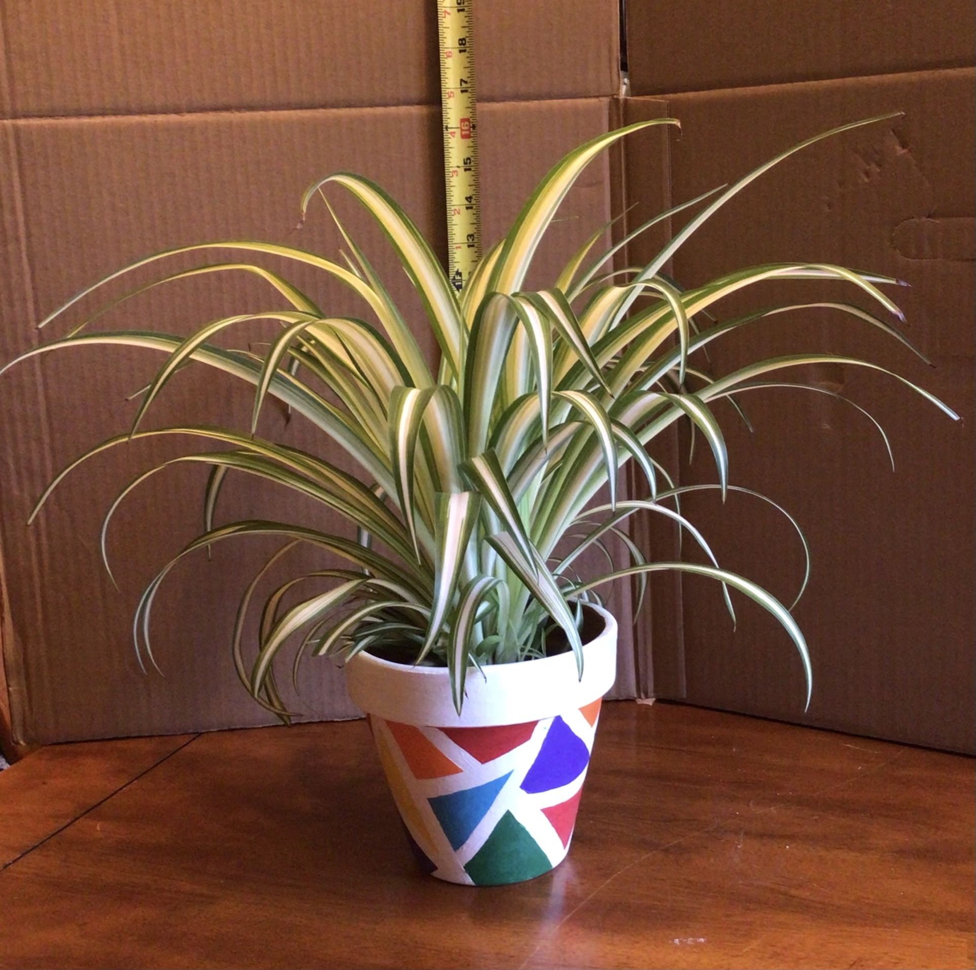 Spider Houseplant In HAND-PAINTED TERRACOTTA
