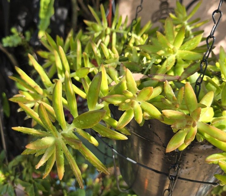 Large Sedum Plant 