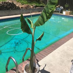 $20 banana tree in 5 gallon, grow some  fruit!