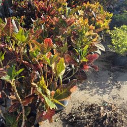 Crotos California 7gallones 