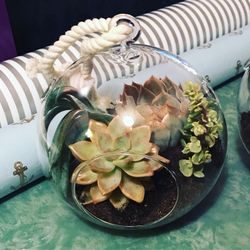 Handmade Succulent Terrariums with Live Succulents