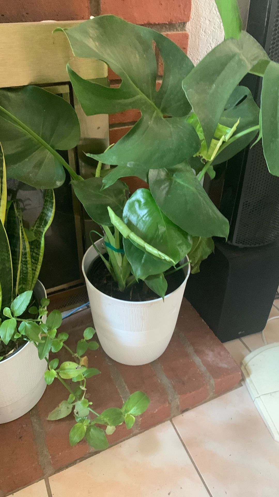 Monstera With Pot