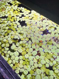 Aquarium plants