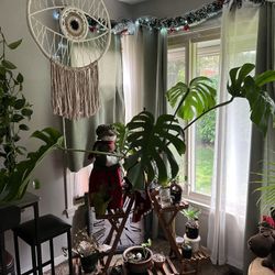 Beautiful Plant Monstera Deliciosa ( Ceriman) 