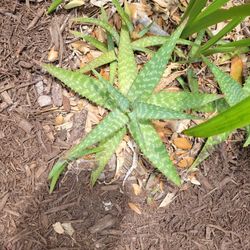 Aloe Plants