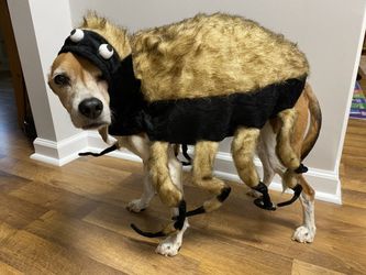 Hilarious dog costume