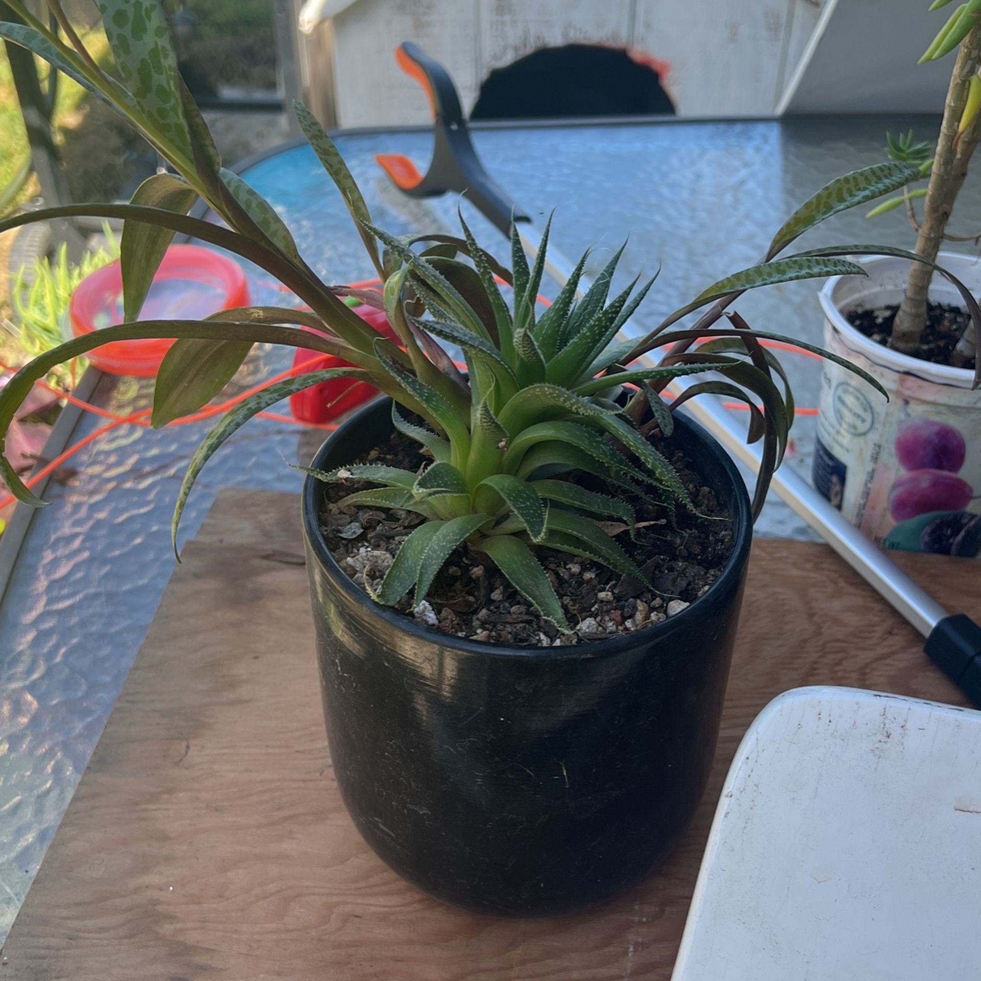 Arrangements Of Succulents