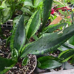 Sansevieria Snake Plant in Pot