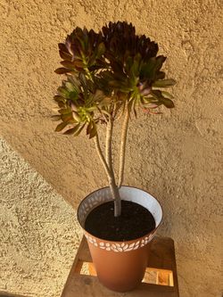 Succulent plant