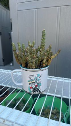 Succulent $10