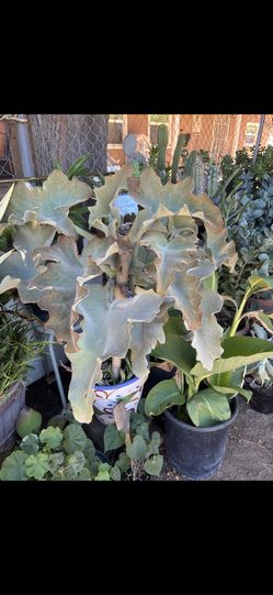 Plant Sales $30 Each