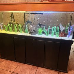 Really Big Fish Tank 50 Gallons