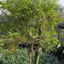 Large Lignum Vitae Tree 🏡🏡$650