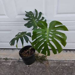 Monstera King 👑 Plant 