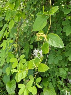 HONEYSUCKLE PLANT 金银花/忍冬