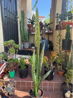Sansevieria Snake Plant