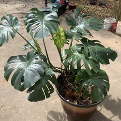 Giant Monstera Plant Live And Established 