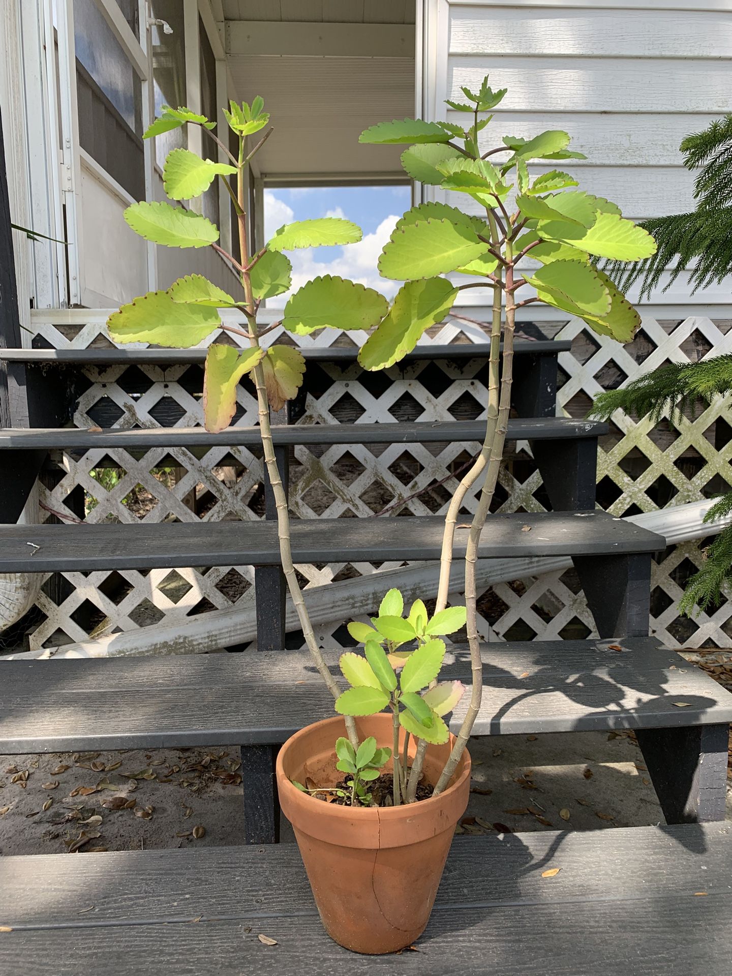 Kalanchoe Pinnata Succulent