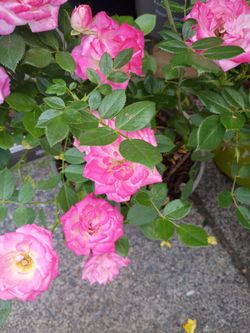Sun blaze pink miniature roses