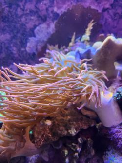 Saltwater Aquarium Decoration Rainbow Anemones 