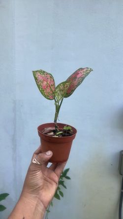 Pink house plant aglaonema