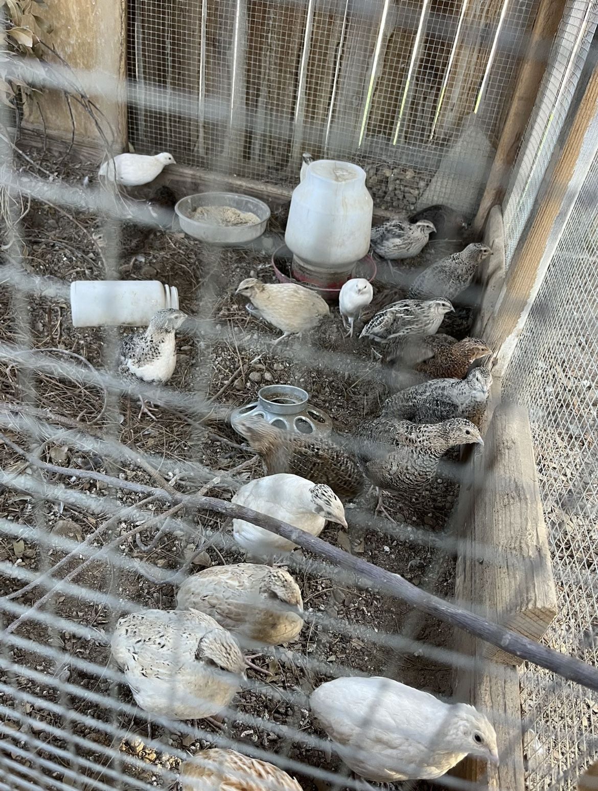 Quail Eggs