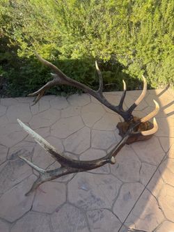 Elk Antlers