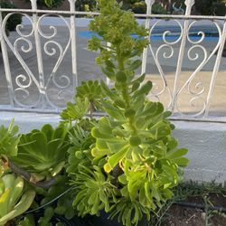1 Gallon Pot Aeonium Tree Succulent 