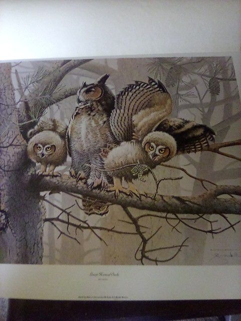 Horned Owls 