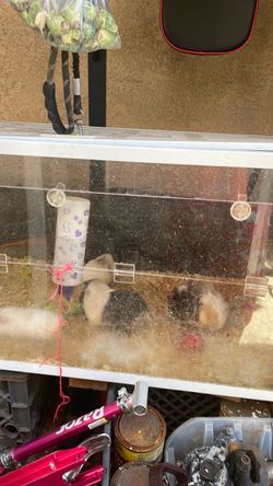 Large Clear Acrylic Small Animal Enclosure