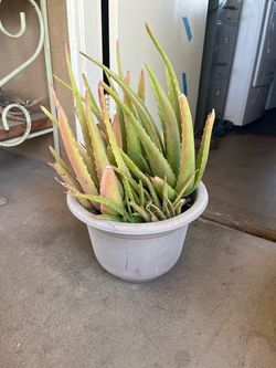 Large Aloe Vera