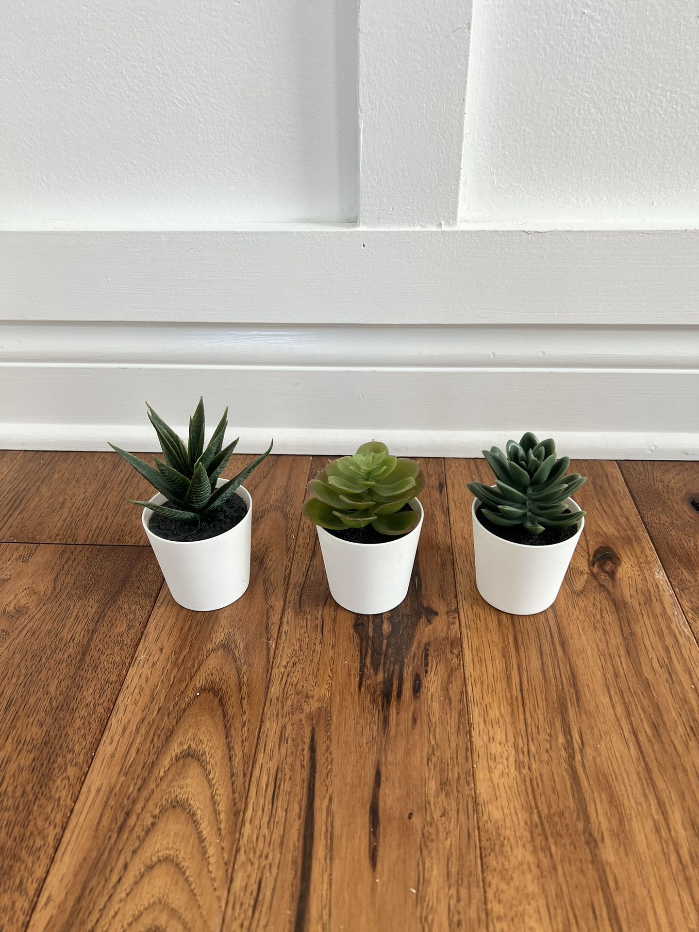 Decorative Succulent (3)