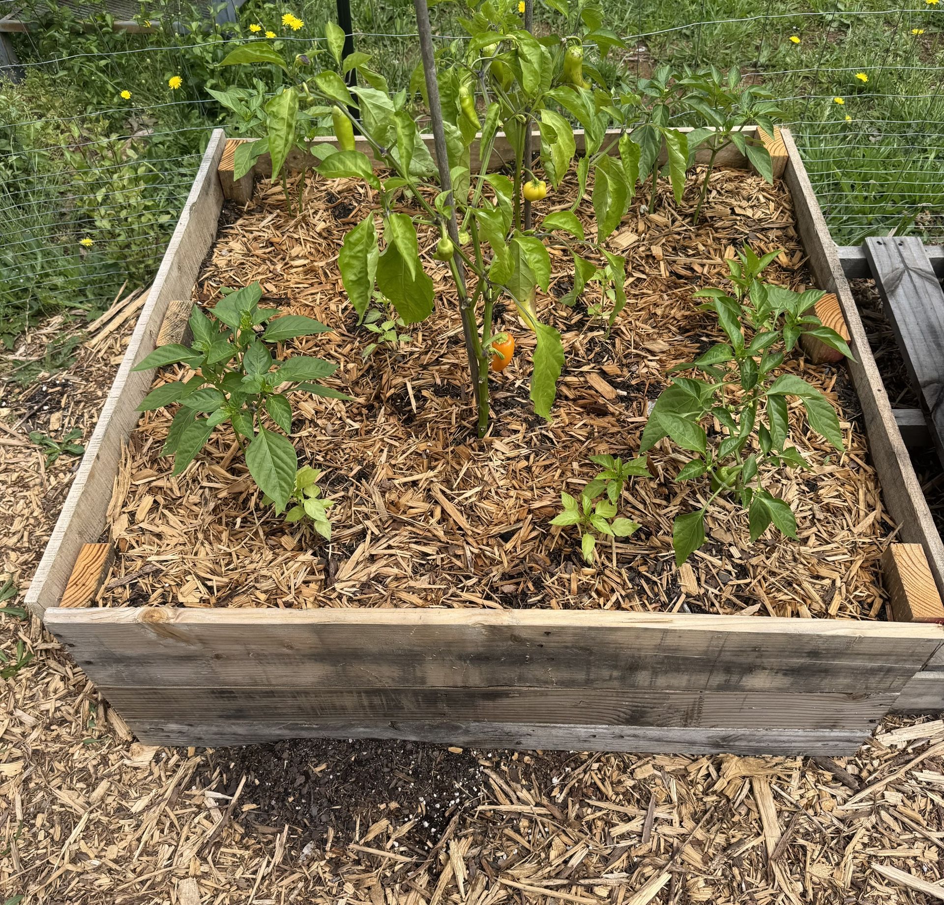 3ftx3ft Raised Garden Bed