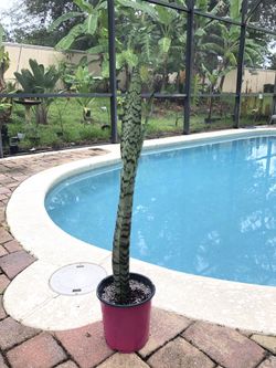 Pink Pot Snake Plant - Air Purifying Plant