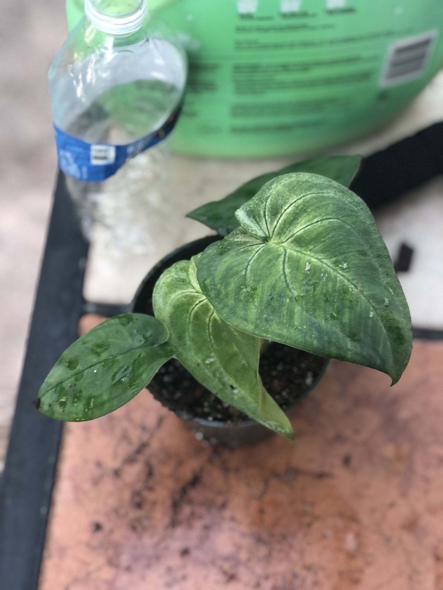 Syngonium macrophyllum Ice Frost| Frosted Heart Per Plant