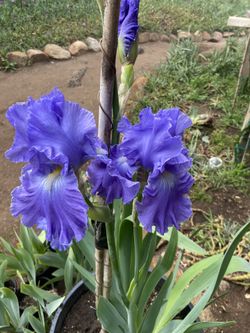 Irises