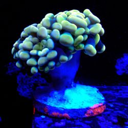 Rainbow Gold Hammer Coral Decoration For Saltwater Reef Fish Tanks 