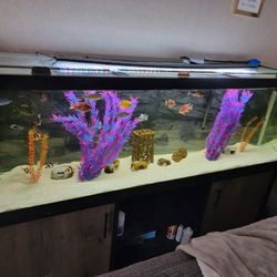 125 gal aquarium set up with fish