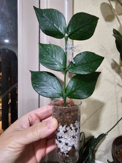 hoya polyneura rooted starter plant