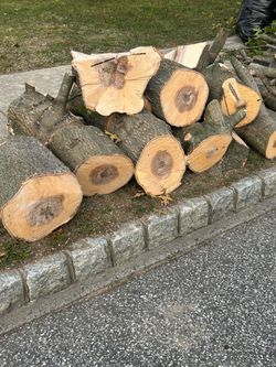 Free white oak firewood or craftwood