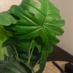 Palm Plant 