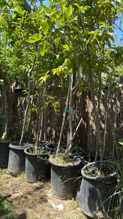 Guayabos 15 Galones $60