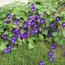 Morning Glory - Grandpa Ott