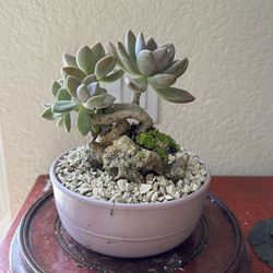 Succulents On Rock Bonsai
