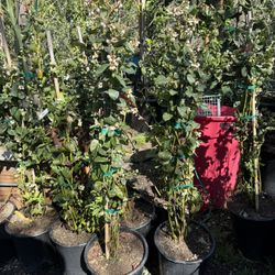 Blueberry Bush