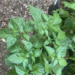 Habanero Pepper Plants