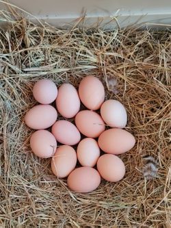 FARM FRESH EGGS (EUSTIS - ZIP CODE 32736)